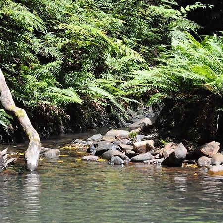 The Jungle Stays Millaa Millaa Экстерьер фото