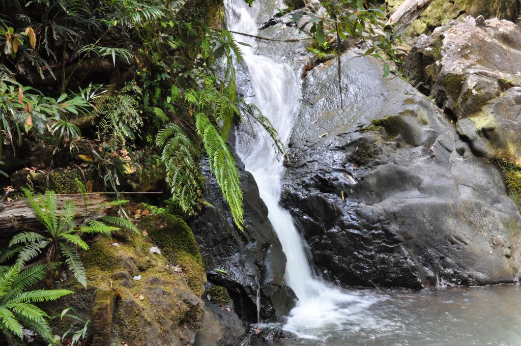 The Jungle Stays Millaa Millaa Экстерьер фото