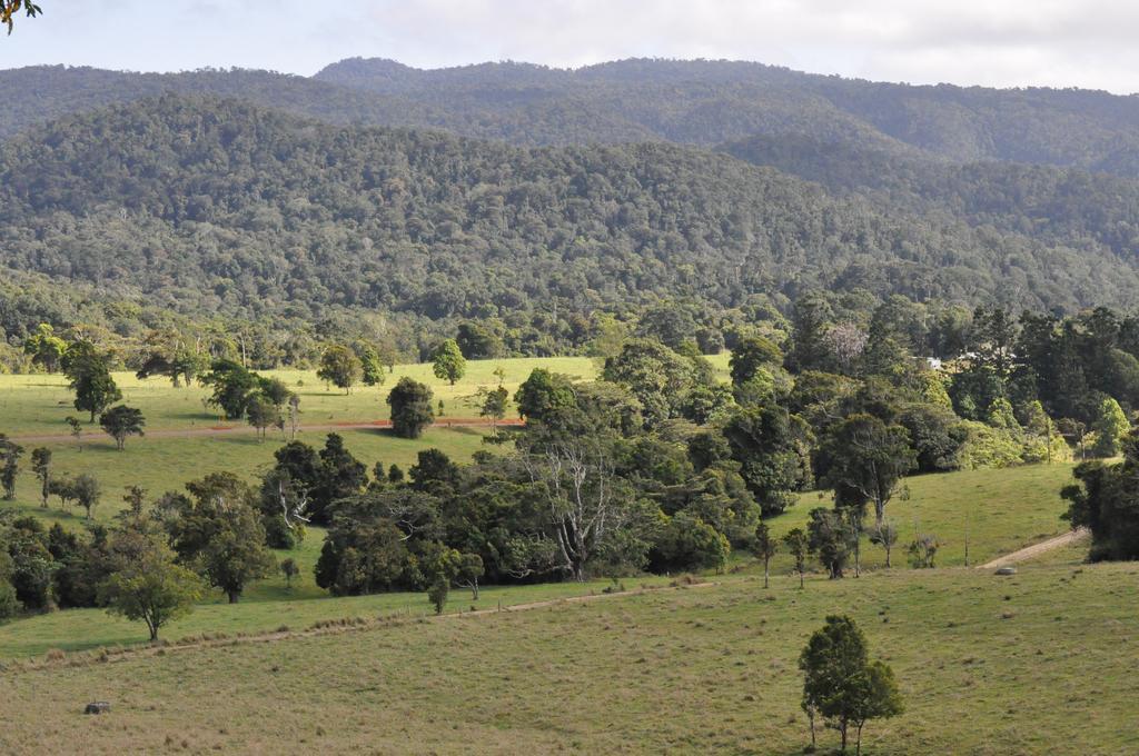 The Jungle Stays Millaa Millaa Экстерьер фото